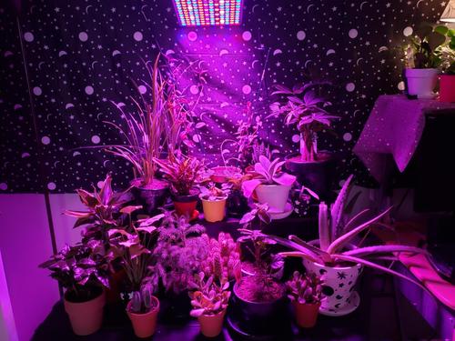 45W Led Plants Grow Light Full Spectrum Indoor Veg Flower Lamp Hydroponic photo review