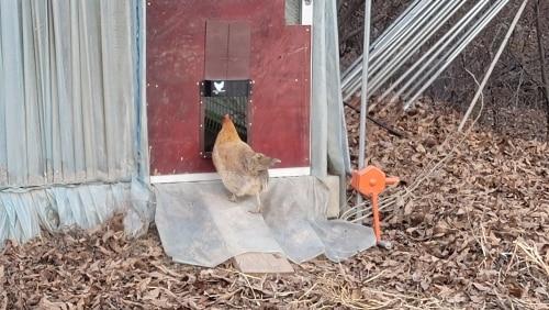 Automatic Chicken Coop Door With Light Sensing photo review