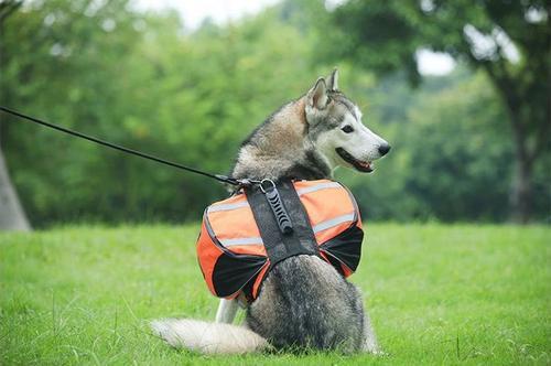 Dog Backpack Harness